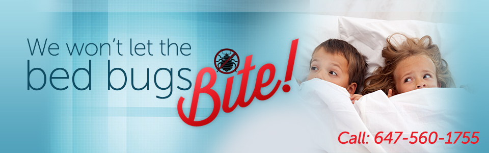 Bed Bug Control Solutions in Toronto