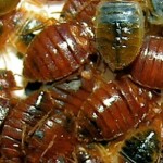Bed-Bug-Population