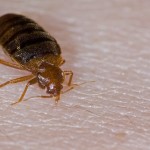 bed-bug
