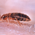 bed-bug-closeup