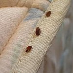 bed-bug-signs