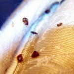 bed-bug-steam-treatment