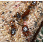 bed-bugs-home