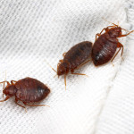 bed-bug-problem
