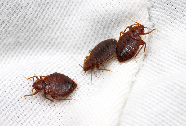 Can Bed Bugs Transmit Disease? No - Bedbugextermination.ca