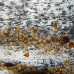 bed-bug-problem